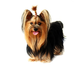 yorkshire terrier isolated on white