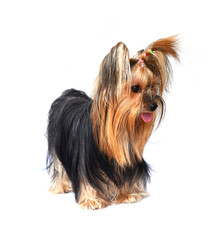 yorkshire terrier isolated on white