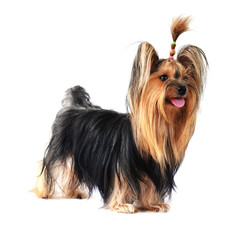 yorkshire terrier isolated on white