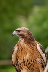 Rotschwanzbussard
