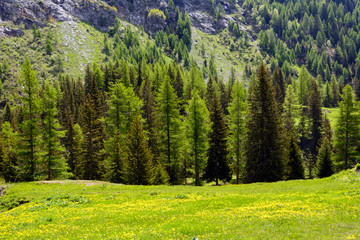 Conifere e prati in montagna
