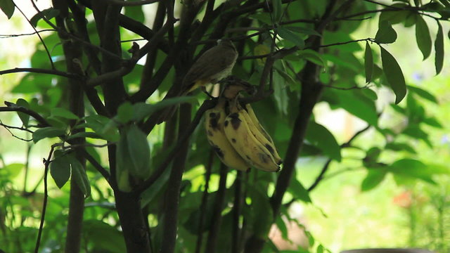 bird eating banana on a tree