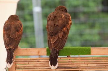 Greifvögel