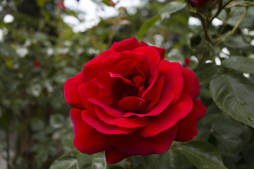 Rose close up