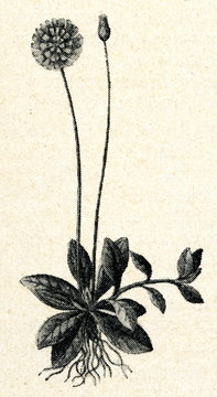 Mouse-ear hawkweed (Hieracium pilosella)