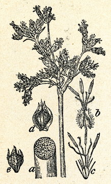 Bulrush (Scirpus lacustris)