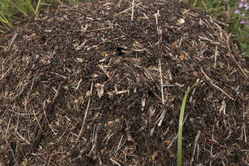 Anthill close up