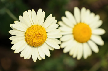 Fototapeta premium White Matricaria flowers on the meadow.