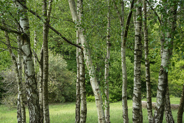 Fototapeta premium Krajobrazowy wizerunek piękny wibrujący bujny zielony lasowy las