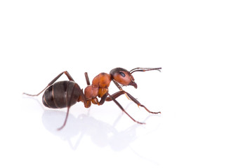 ant isolated on white background.