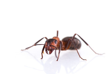 Obraz premium ant isolated on white background.