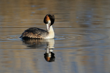 Great Crested Grebe cleaning his feathers in water.