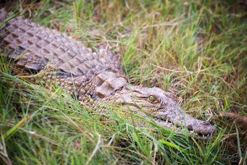 Young crocodile