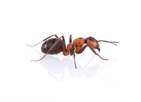 Ant Isolated On White Background.