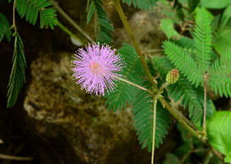 wild flower pudica mimosa