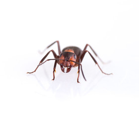 ant isolated on white background.