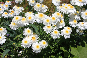 Fototapeta premium daisy flowers