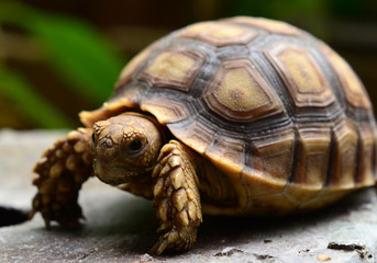 turtle