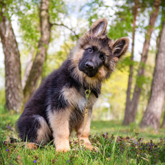 Curious little puppy