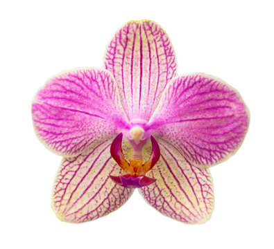 Phalaenopsis flower