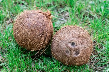 Coconut on grass