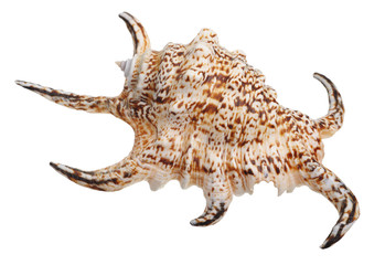shell