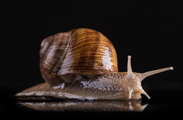 Snail isolated on black background