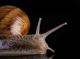 Snail isolated on black background