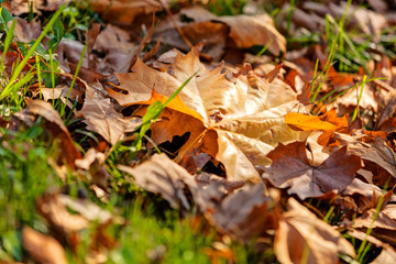 orange leaves