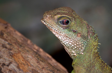 green rested basilisk