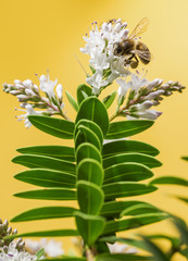 Bee pollinating in the field