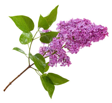 Purple Lilac Branch Isolated On White