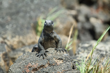 Galapagos Marine Iguana resting on rocks