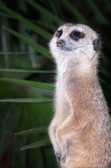 meerkat