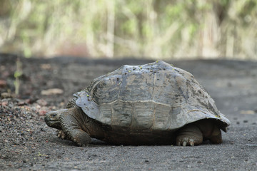 Galapagos Tortoise