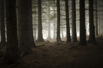 dark pine tree forest
