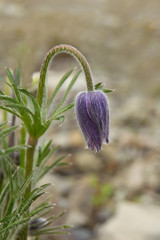 pasqueflower