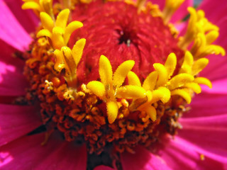 Close up of pink zinnia stamens