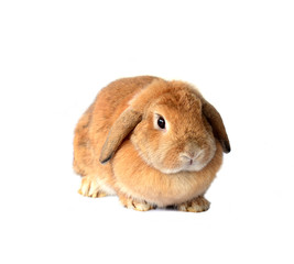 rabbit isolated on a white background