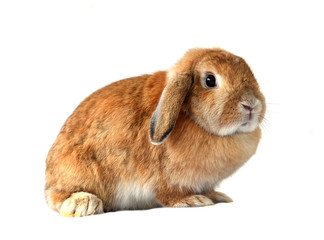 rabbit isolated on a white background