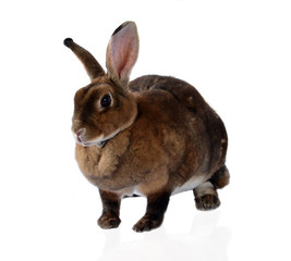 rabbit isolated on a white background