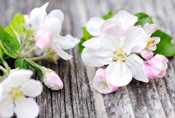 Fototapeta na wymiar Apple blossom on a old wooden background
