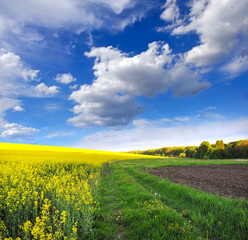 Fototapeta na wymiar Countryside landscape with yellow rapeseed field