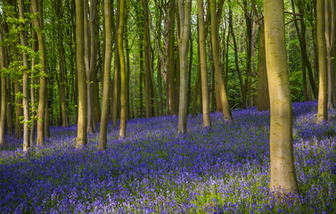 Fototapeta na wymiar Ancient bluebell woods in Oxfordshire
