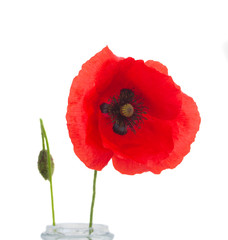 Obraz premium kwiat maku