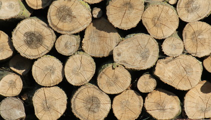 Background of wooden logs in the sun