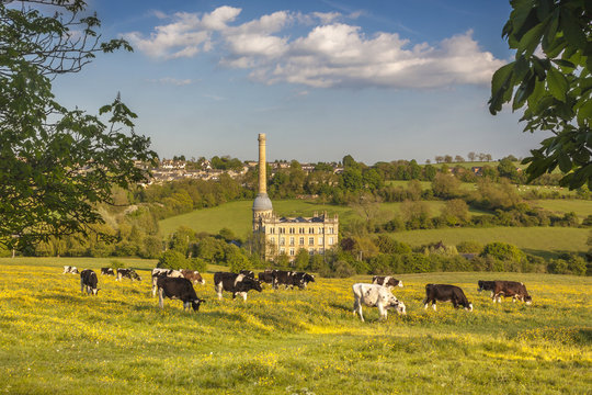 Cows in an Oxfordshire Meadow