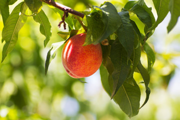 Organic Peaches