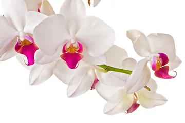 Deurstickers Orchidee Mooie orchidee op witte achtergrond