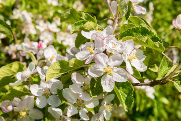 Obraz premium Apple Blossoms in Spring
